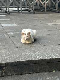 江門東湖公園 | 城市綠肺的詩意漫遊攻略