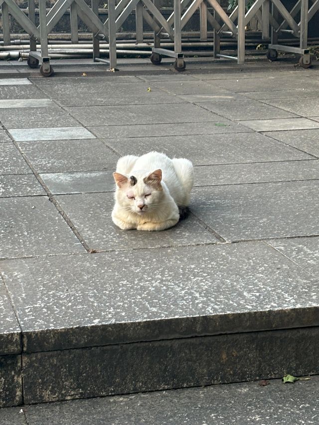 江門東湖公園 | 城市綠肺的詩意漫遊攻略