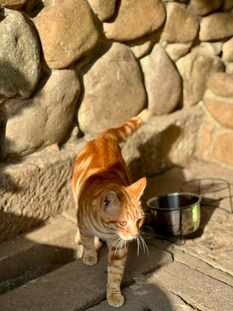 上海龍華寺現況｜祈福請手繩少排隊攻略｜Trip.com 上海