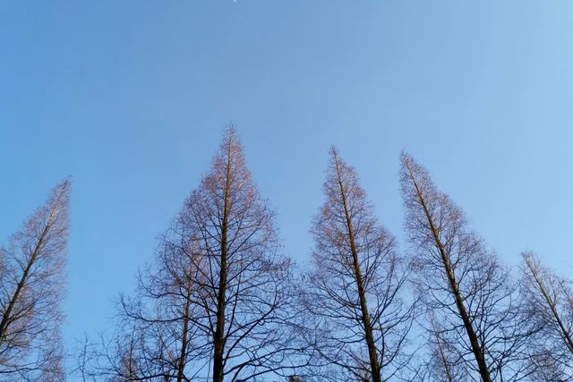 置身於綠色的海洋~~東平國家森林公園