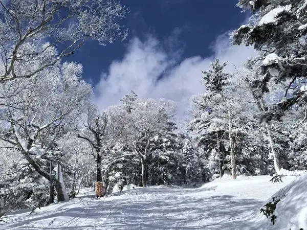 Explore the Dynamic Skiing Experience at Shiga Kogen Ski Resort in Nagano
