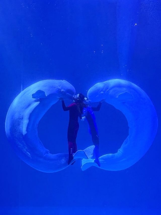 哈爾濱旅遊，極地公園讓我大開眼界！