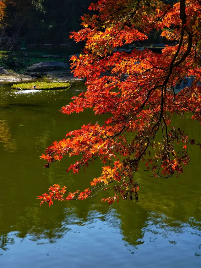 5-Day Nanchang–Lushan–Jingdezhen Itinerary: Must-Visit Attractions