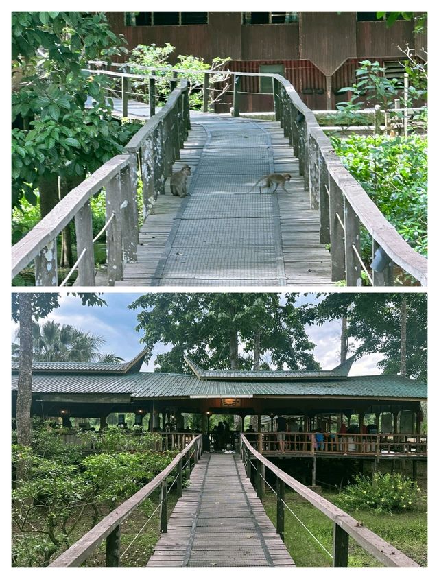 探秘山打根，邂逅雨林深處的奇妙之旅。