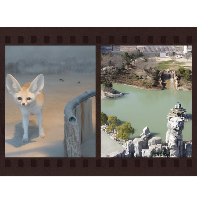 探秘安徽大青山野生動物園，邂逅自然野性之美