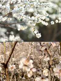 免費廣州0元賞梅花天花板