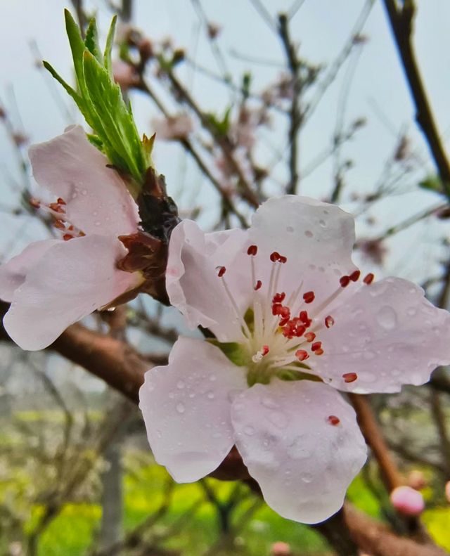 黃石大冶沼山村的春天
