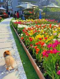 一不小心掉進鬱金香花海裏