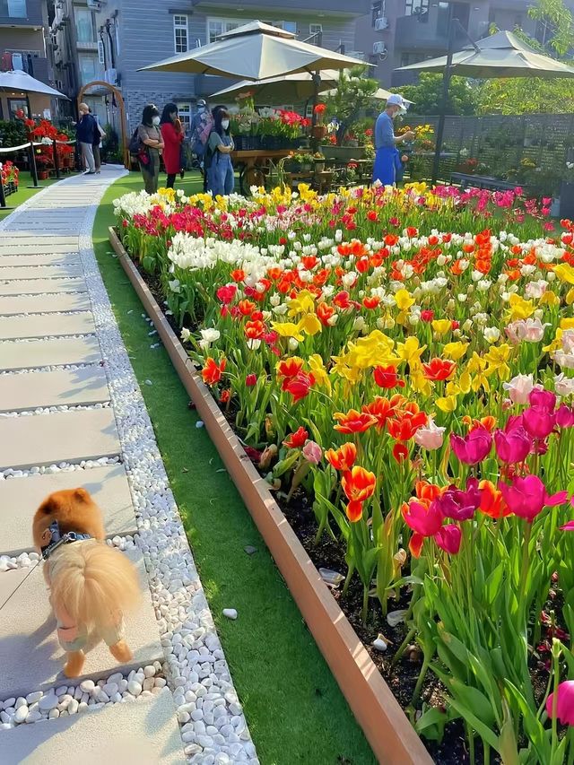 一不小心掉進鬱金香花海裏