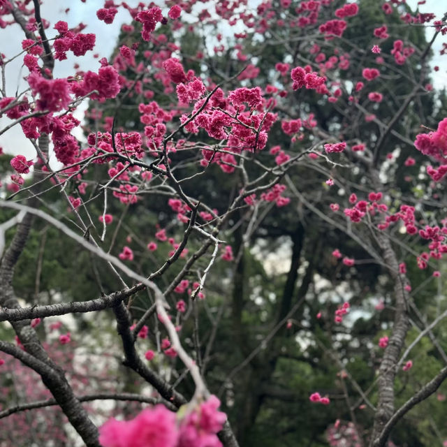 🌅在日月潭，邂逅一灣夢幻山水