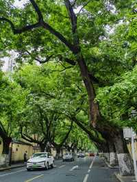 南京賞花路線這樣走，到民國老街感受春天