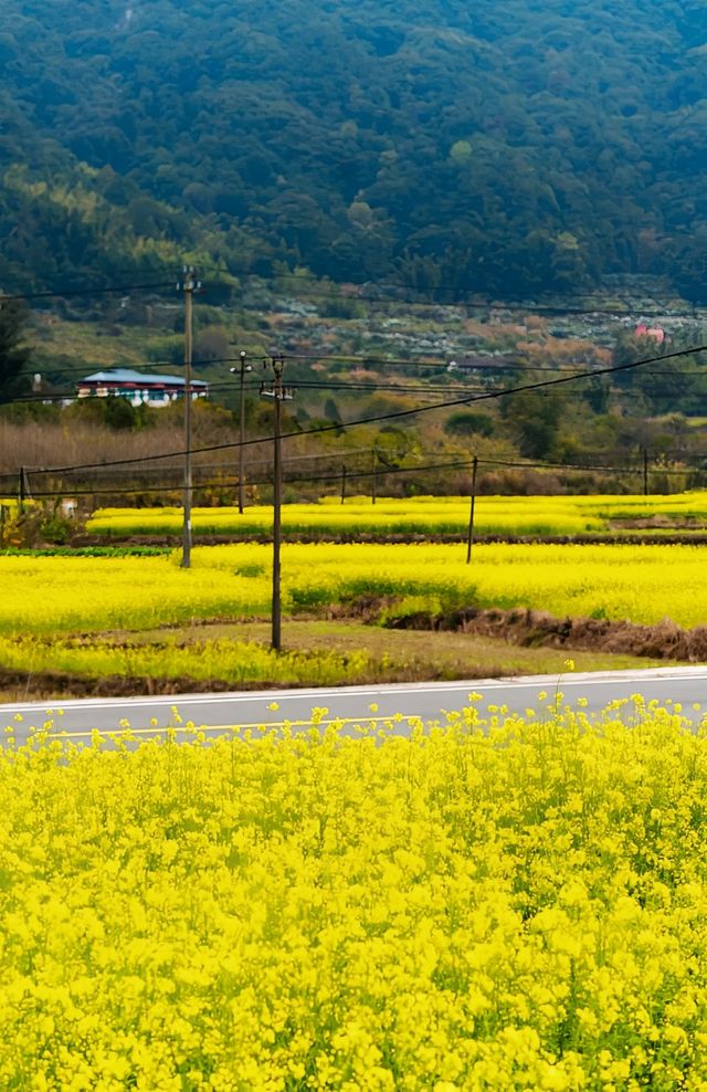 春日漫遊 ‌福州金色花海私藏地圖‌