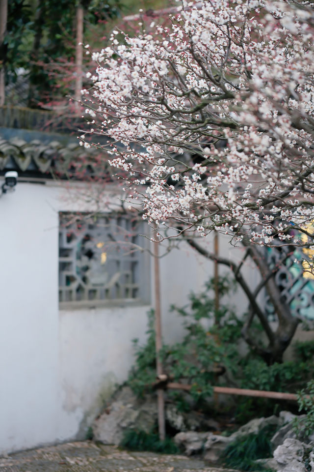 上海梅花季一定要去這個古典園林賞花還免費！！