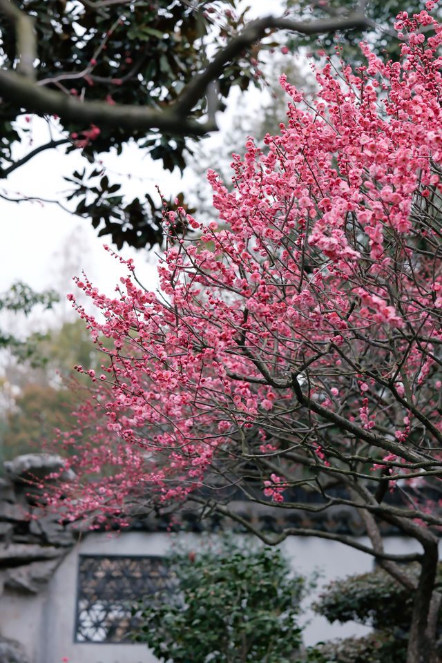 上海梅花季一定要去這個古典園林賞花還免費!! 上海梅花季一定要去這個古典園林賞花還免費!!