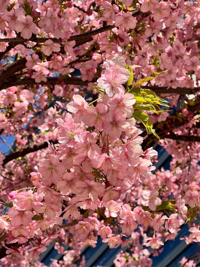 🌸東京台場河津櫻爆開啦！攻略速馬