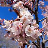 東京早櫻🌸 此刻正美！新宿御苑櫻花綻放啦🌸