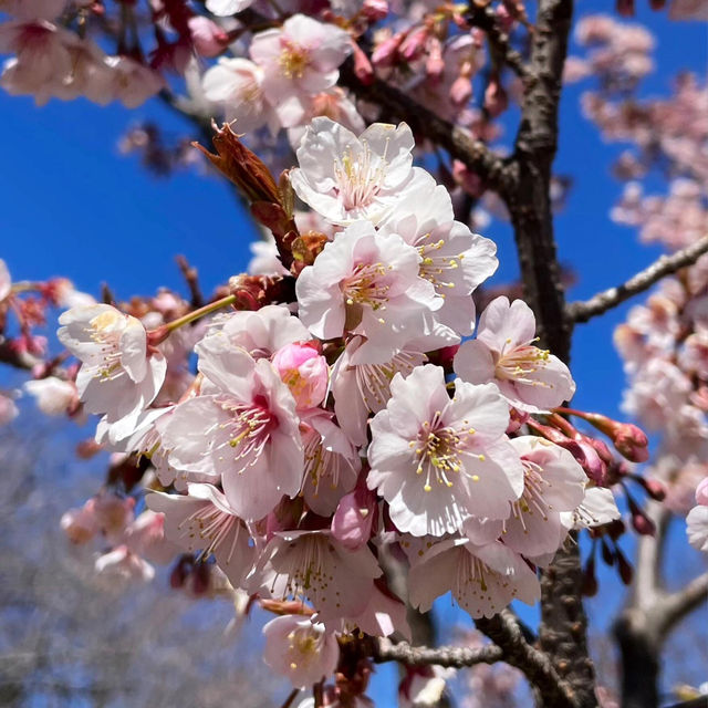 東京早櫻🌸 此刻正美！新宿御苑櫻花綻放啦🌸