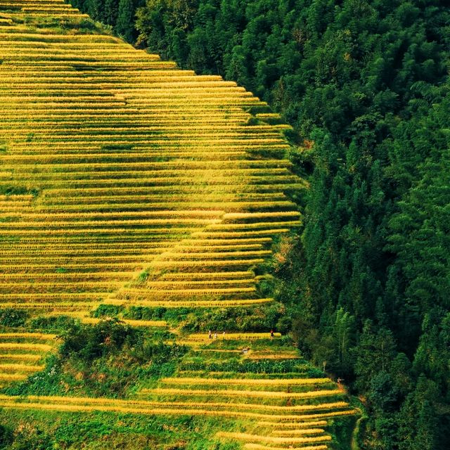 貴州的梯田，屬於最美的田地