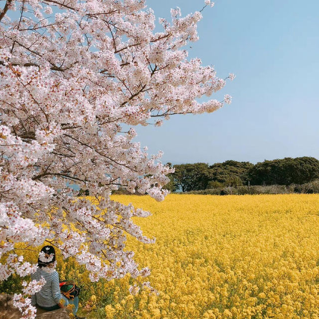 🌸福岡能古島 | 邂逅粉色的春日浪漫