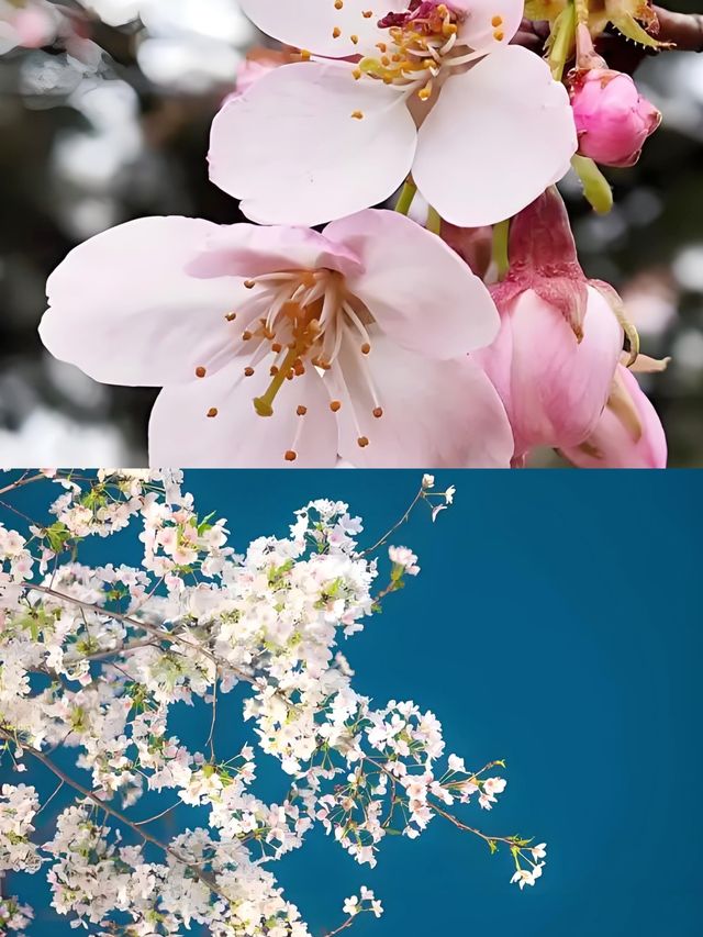 貴安櫻花園這麼大，怎樣玩才最過癮？