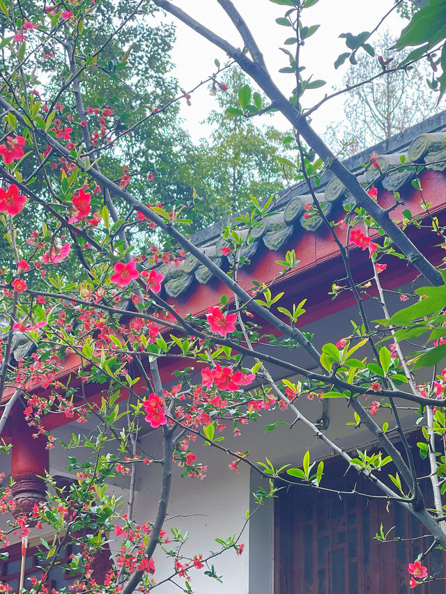 追個青羊宮梅花末班車，感受春天的中式浪漫