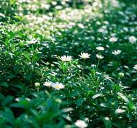 「南京綠野仙蹤」中山植物園深度探秘：解鎖都市人最治癒植物星球