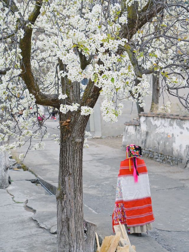 金川3.18實拍預測這裡即將成為春日旅行天花板
