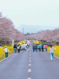 濟州島櫻花之旅：探尋韓國春天的浪漫