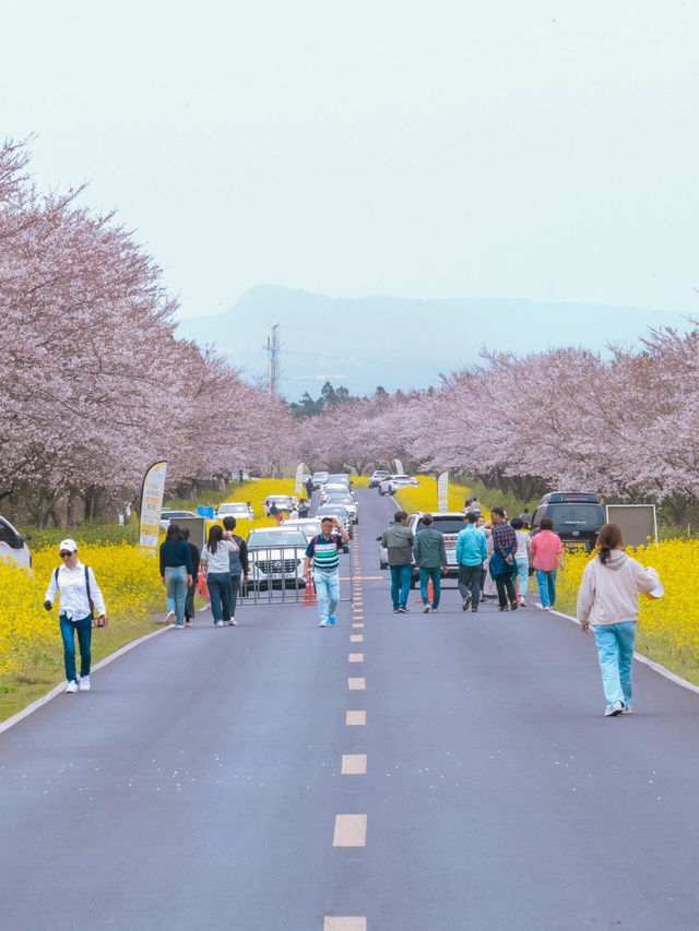 濟州島櫻花之旅：探尋韓國春天的浪漫
