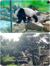 台北動物園超全遊玩攻略來啦！