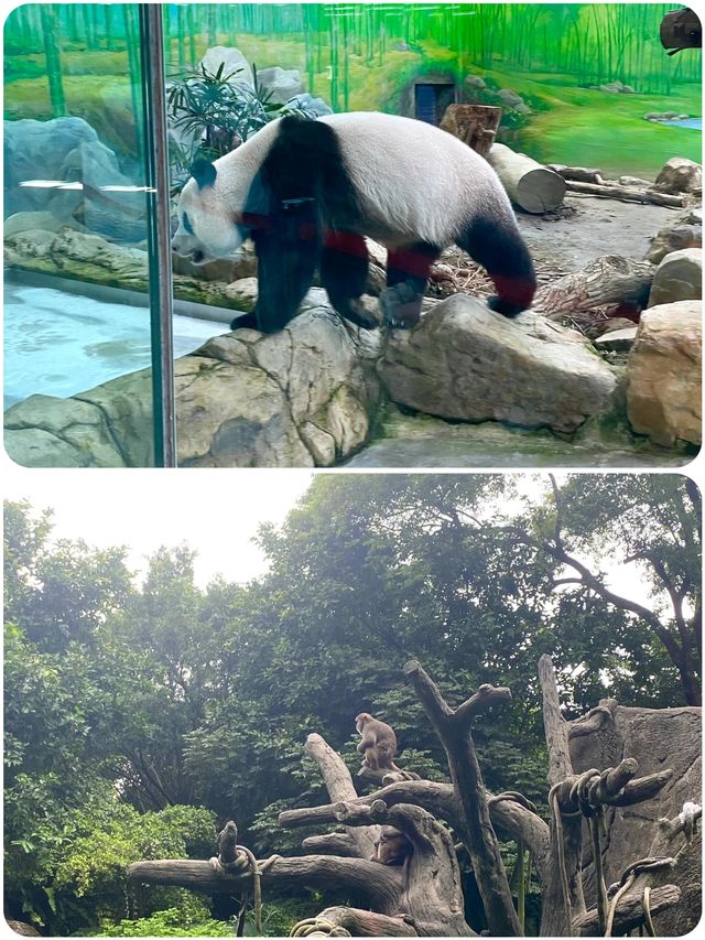 台北動物園超全遊玩攻略來啦！