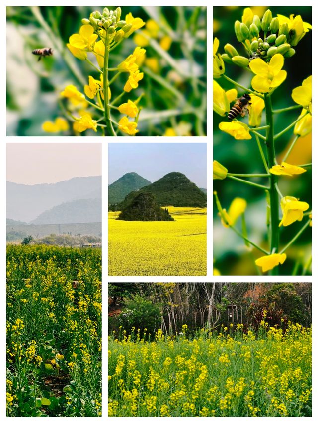 羅平賞油菜花，徜徉喺迷人嘅金色海洋