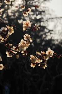 春日當然要去中山公園賞花啦