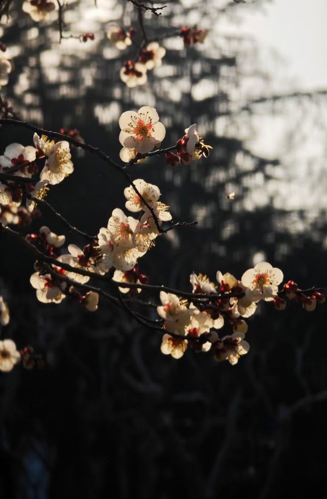 春日當然要去中山公園賞花啦