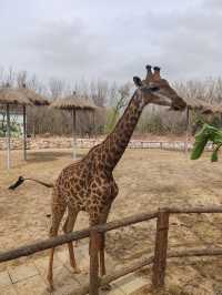 帶娃打卡北京野生動物園的正確姿勢~