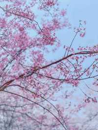 美爆春天的櫻花開啦！岳陽免費櫻花園攻略