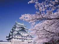 🌸Trip接送機|日本春日出遊指南·名古屋1