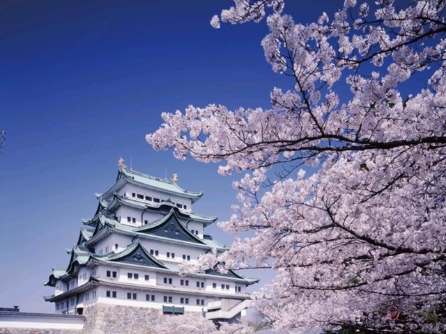 🌸Trip接送機|日本春日出遊指南·名古屋1