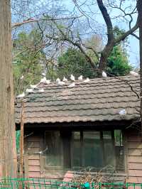南京限定！中山植物園櫻花保姆級攻略