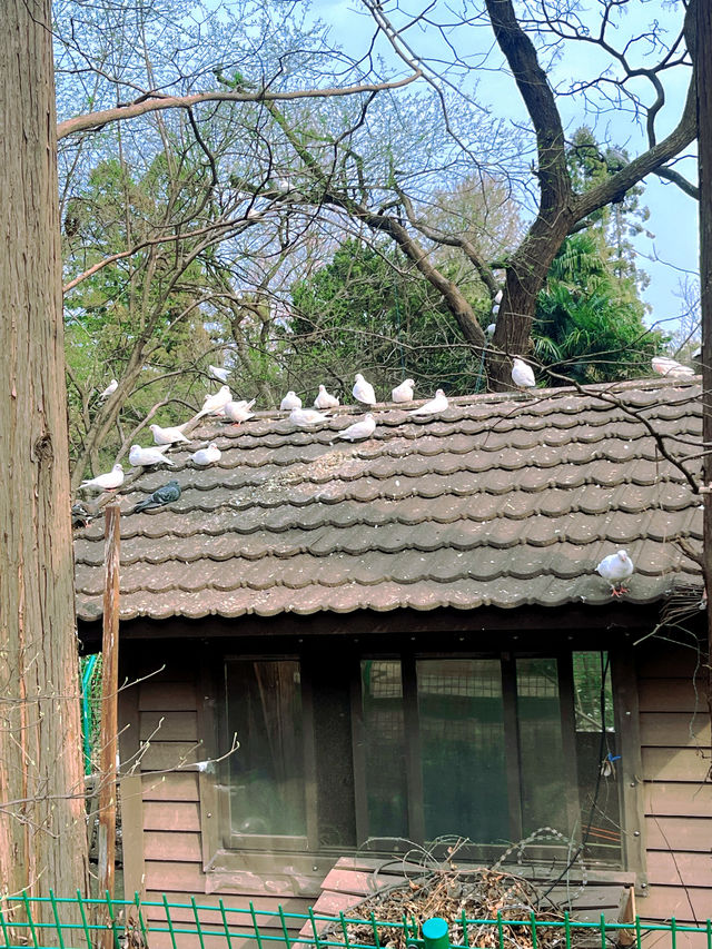 南京限定！中山植物園櫻花保姆級攻略