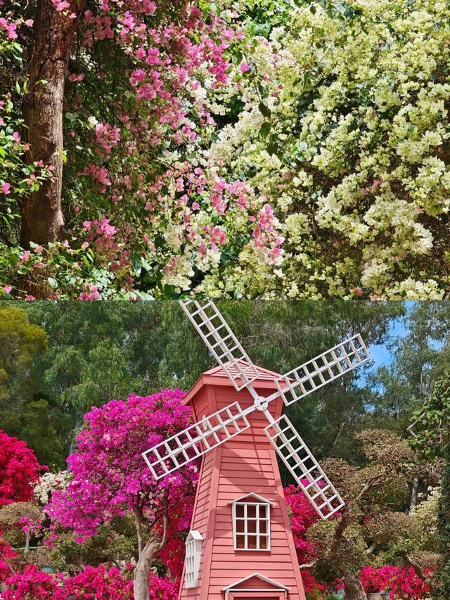 蓮花山公園|趁著花期走去深圳的春天裡