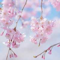 🌸【賞櫻圖鑒】鹿兒島熊本福岡賞櫻推薦‼️