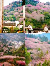 本以為是漁村，結果被漫山梅花驚艷到！