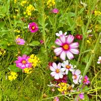 🌼深圳隱藏版復古田園文藝地圖🌼