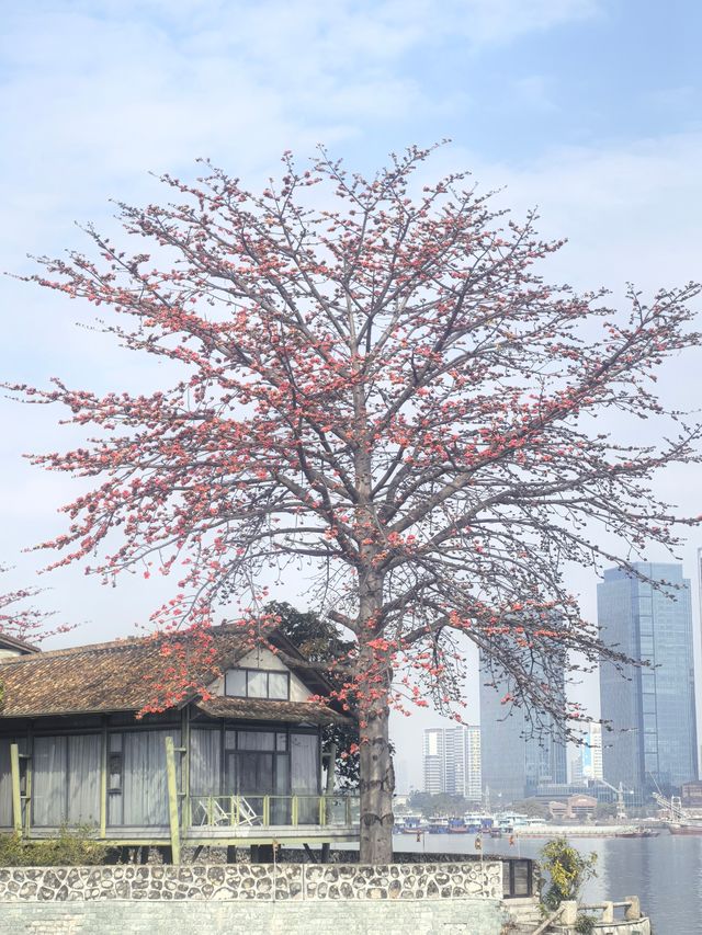 廣州番禺：上漖珠江邊的木棉花