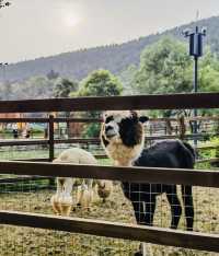 徐州開元森泊煥境樂園：親子互動與自然探索嘅天堂