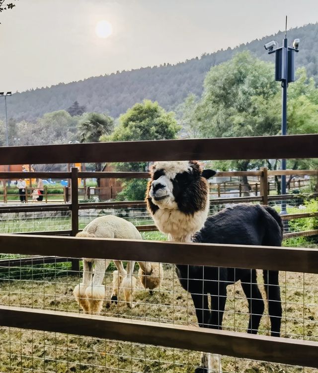 徐州開元森泊煥境樂園：親子互動與自然探索嘅天堂