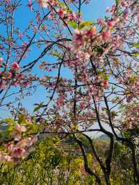《千島湖：千顆翡翠落人間，一湖秀色醉流年》