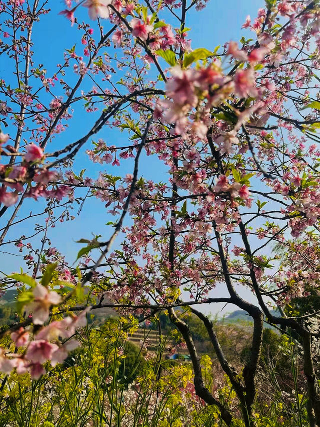 《千島湖：千顆翡翠落人間，一湖秀色醉流年》