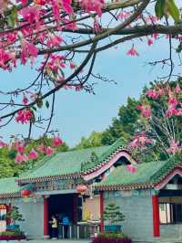 Blossoms in Guangzhou temple 